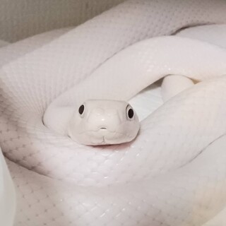 可愛いしろへびちゃん家族募集⭐︎