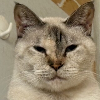 緊急募集❗️猫の里親募集してます 