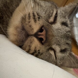 緊急募集❗️少し目が見えずらいですが可愛い猫ちゃん