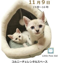 三重県桑名市11月9日(日)リトルパウエイド譲渡会