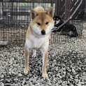 2歳11か月の柴犬　女の子です。