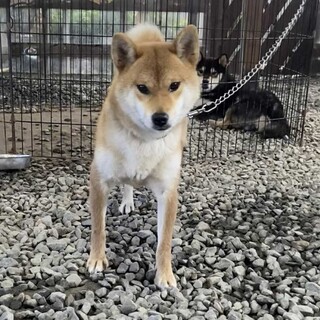 2歳11か月の柴犬　女の子です。