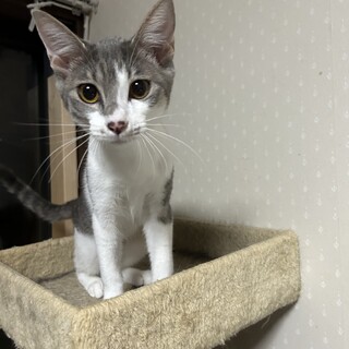 怖がりで繊細な チャコちゃん