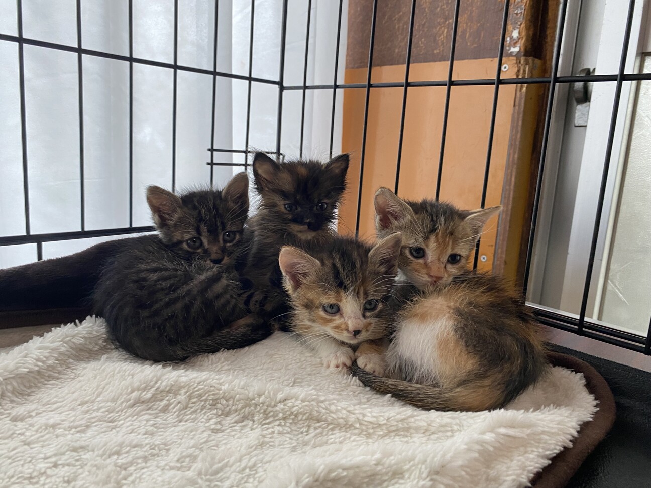 ♦︎キジトラ.三毛キジ.」茨城県 - 猫の里親募集(529325) :: ペット