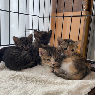 ♦︎キジトラ.三毛キジ.サビ柄4兄妹♦︎