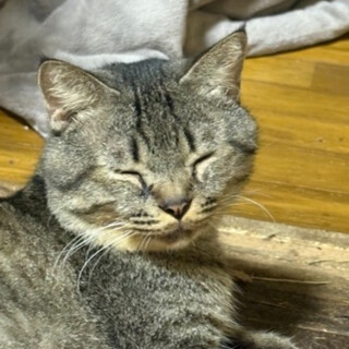 緊急募集❗️雑種の活発な子です