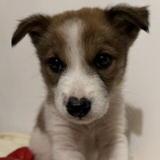 ジャックラッセル風パピー【カイル】