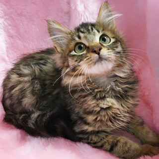 おっとり甘えん坊♪モフモフ長毛『はんぺん』２カ月半