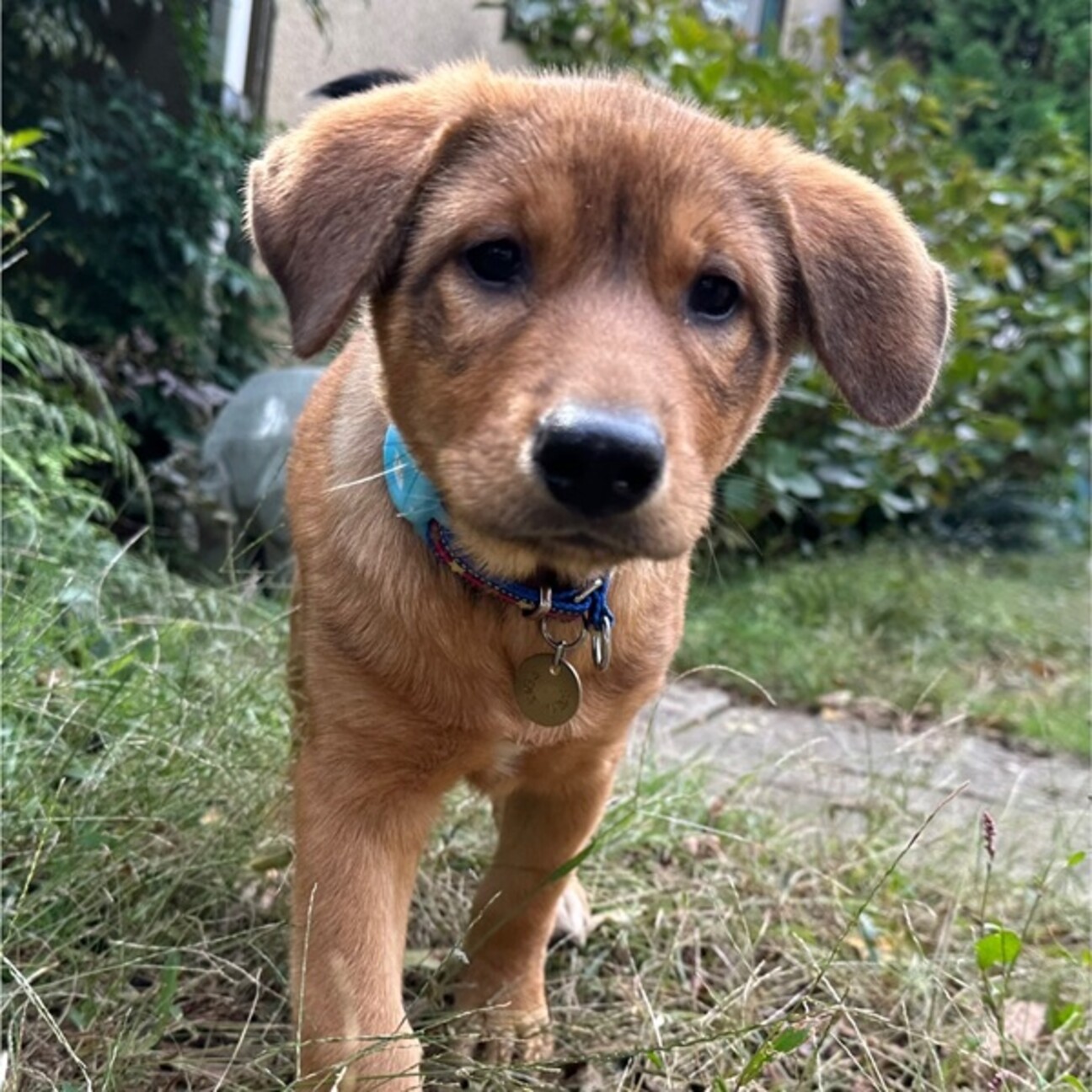 リッジバック風パピー【こんぶ】 サムネイル1