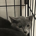 繁殖を繰り返していた地域より親子で保護きいちゃん