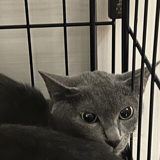 繁殖を繰り返していた地域より親子で保護きいちゃん