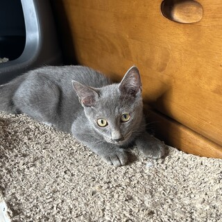 繁殖を繰り返していた地域より保護はるくん