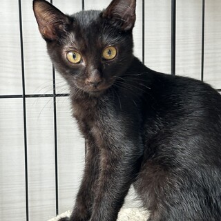 繁殖を繰り返していた地域より保護なつくん