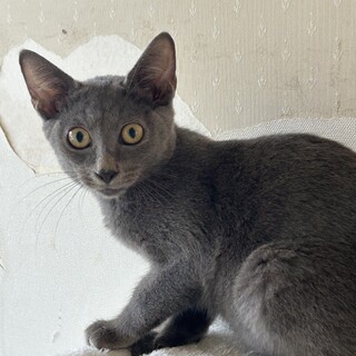 繁殖を繰り返していた地域より保護あきくん