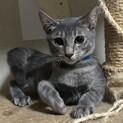 繁殖を繰り返していた地域より保護ふゆくん