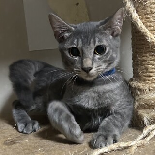 繁殖を繰り返していた地域より保護ふゆくん