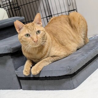 ワンちゃんとも仲良しな落ち着いた子です