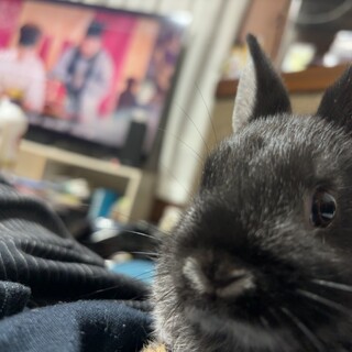 うさぎ赤ちゃん２匹　生後1ヶ月