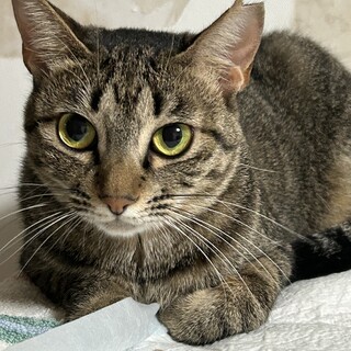 繁殖を繰り返していた地域より保護 柚ちゃん