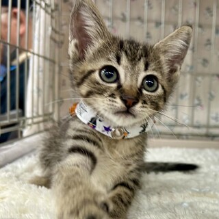 人が大好き物怖じしないキジ☆　ノビル