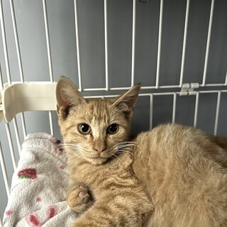 めちゃくちゃ甘えん坊の茶トラくん