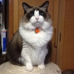 「うにちゃん13歳の誕生日！」サムネイル2