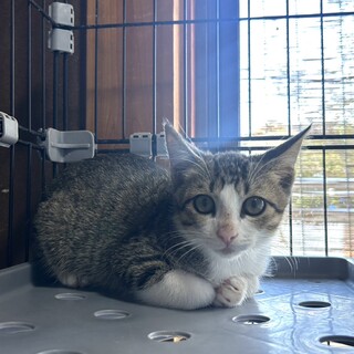 可愛いぎじしろちゃん