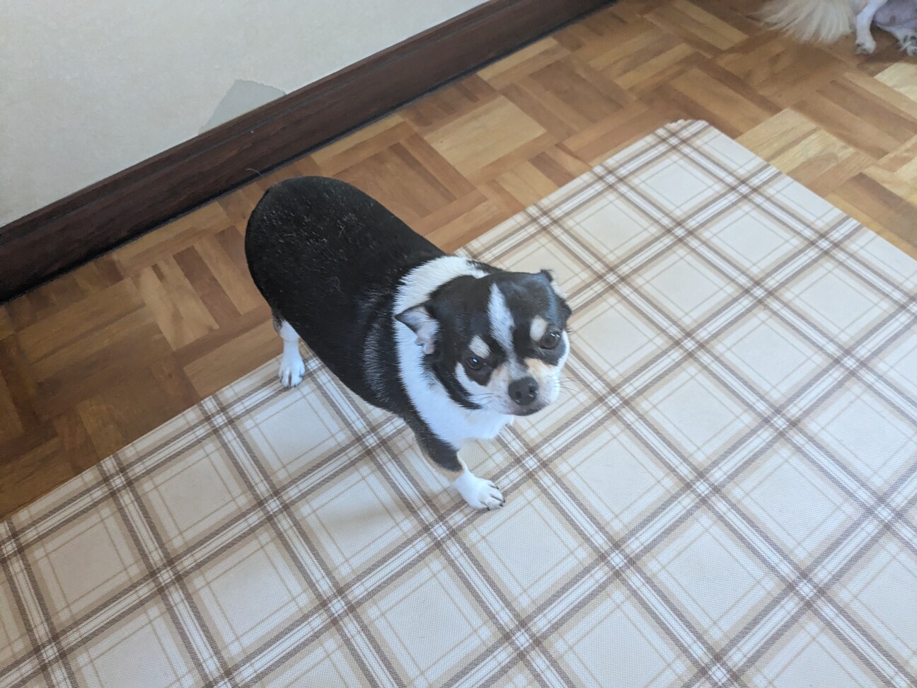 血統書付きのチワワ」福岡県 - 犬の里親募集(529347) 1枚目の画像