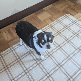 血統書付きのチワワ