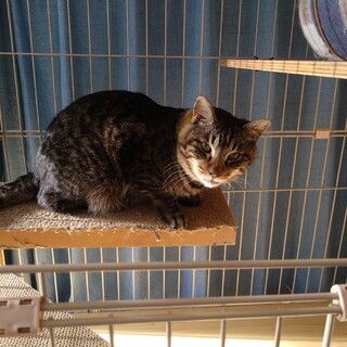 能登から来た甘えん坊の朝夫君に温かい家庭を！