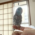 優しい性格のマメルリハ男の子です。