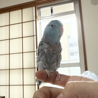 優しい性格のマメルリハ男の子です。