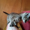 急募 元気な子猫の里親さん募集 サムネイル3