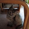 急募 元気な子猫の里親さん募集 サムネイル5