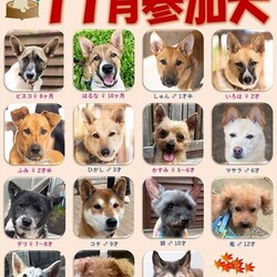 ティアハイムオープンシェルター里親会 サムネイル2