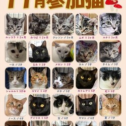 ティアハイムオープンシェルター里親会 サムネイル3