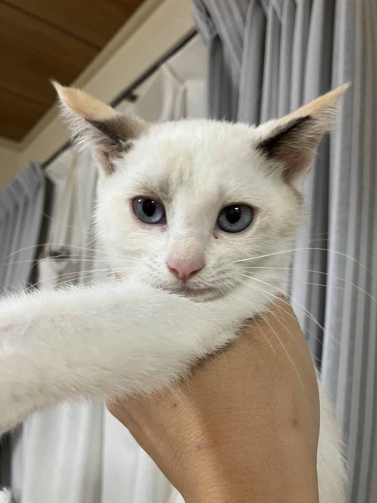 鍵尻尾⭐︎ブルーアイな白」群馬県 - 猫の里親募集(527557