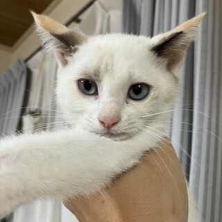 鍵尻尾⭐︎ブルーアイな白猫ちゃん⭐︎