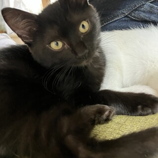 鍵尻尾★長毛クロネコちゃん女の子★