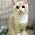 推定2025年5月生まれ茶トラ♂はとむぎくん