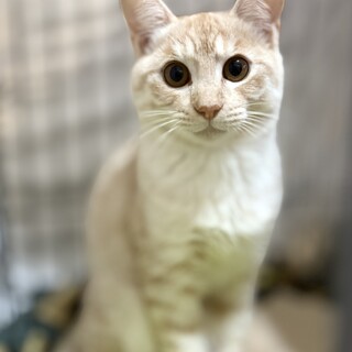 推定2025年5月生まれ茶トラ♂はとむぎくん