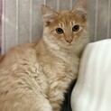推定2025年5月生まれ茶トラ♂せんぶりくん