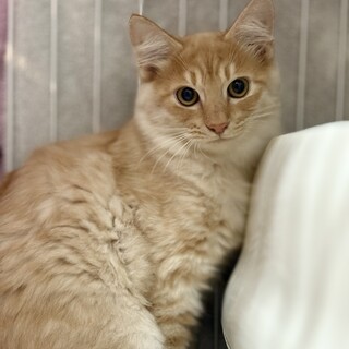 推定2025年5月生まれ茶トラ♂せんぶりくん