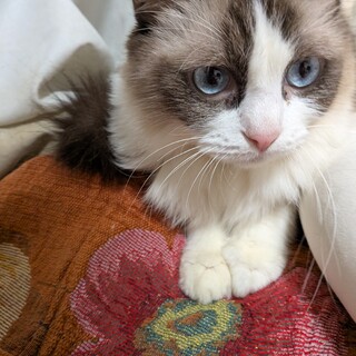 ラグドール女子3歳スイトピー