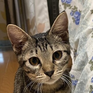 チームS甘えん坊すずちゃん