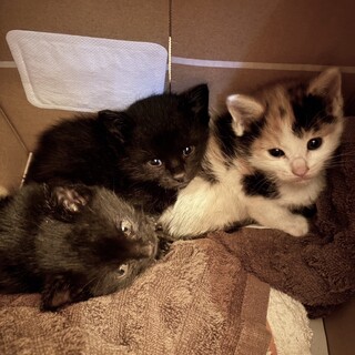 保護されたばかりの三毛ちゃんと黒くん！