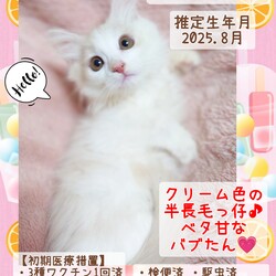 秘密結社ねこのひげ♡保護猫譲渡会 サムネイル2