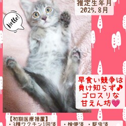 秘密結社ねこのひげ♡保護猫譲渡会 サムネイル3