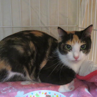 急募！飼い主施設入居で猫3匹・りこちゃん