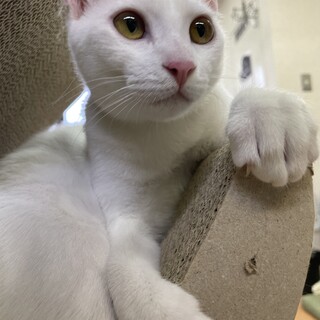白猫ページ 白猫好き 白猫好き 白猫好き 白猫 ZX白